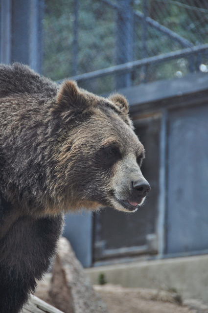 grizzly bear